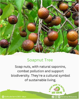 Soapnut
